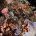 scorpionfish_tasseled_cr_hsb_r_h_0056_kom1918.jpg